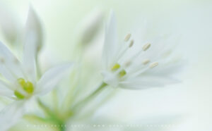 Wild Garlic in full bloom on a bright spring day - 2023