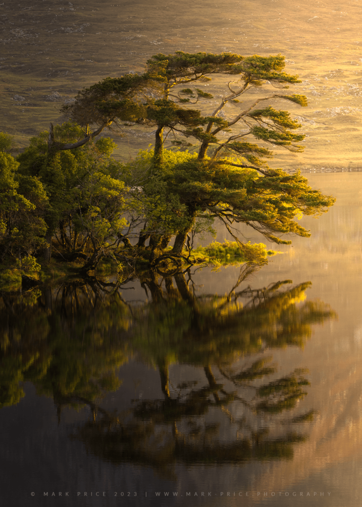 A beautiful pine reflecting in a still water loch - the heart of Ireland 2023