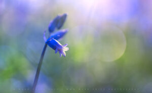 A lone bluebell set against the beautiful bokeh of a spring forest - 2023