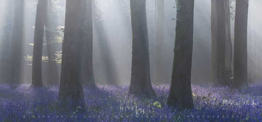 Immense light fused with spring mist in a Sussex forest - Spring 2023