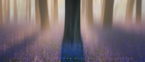 A interpretation of bluebell forests during Spring - 2023