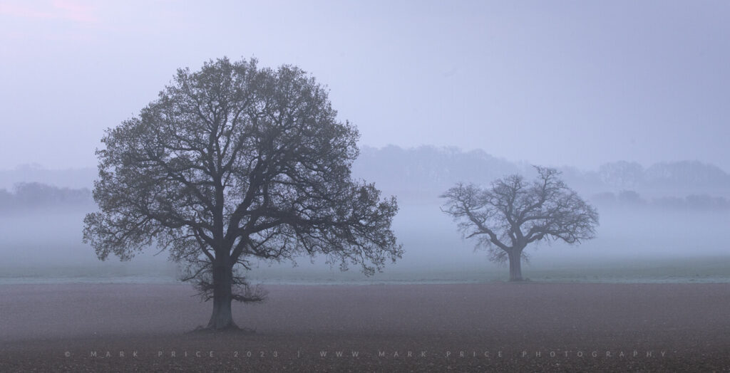 A duo of trees in very curious light / atmosphere - Hampshire - Spring 2023