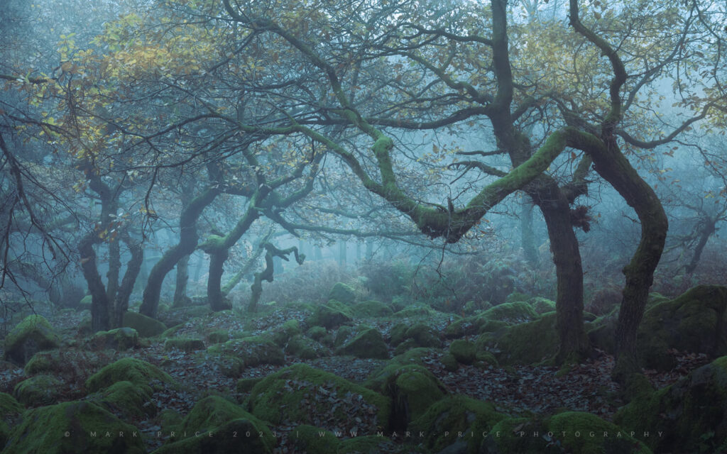 Wild atmosphere in UK ancient oak woodland