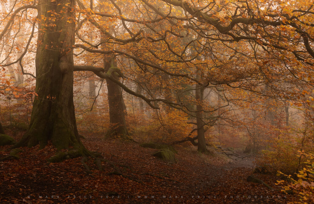 Rich, mature autumn colours in a UK forest, Autumn 2023