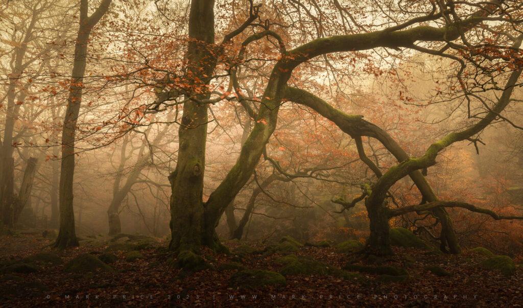 Beautiful ethereal conditions in an ancient oak woodland.
