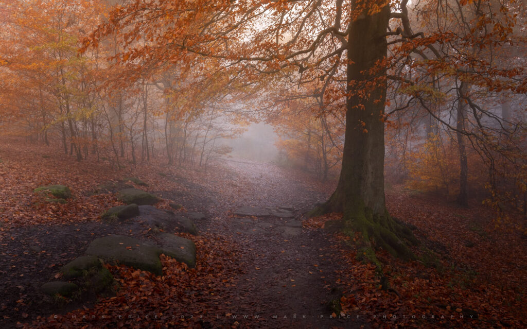 Unbelievable autumn atmosphere in an English forest..