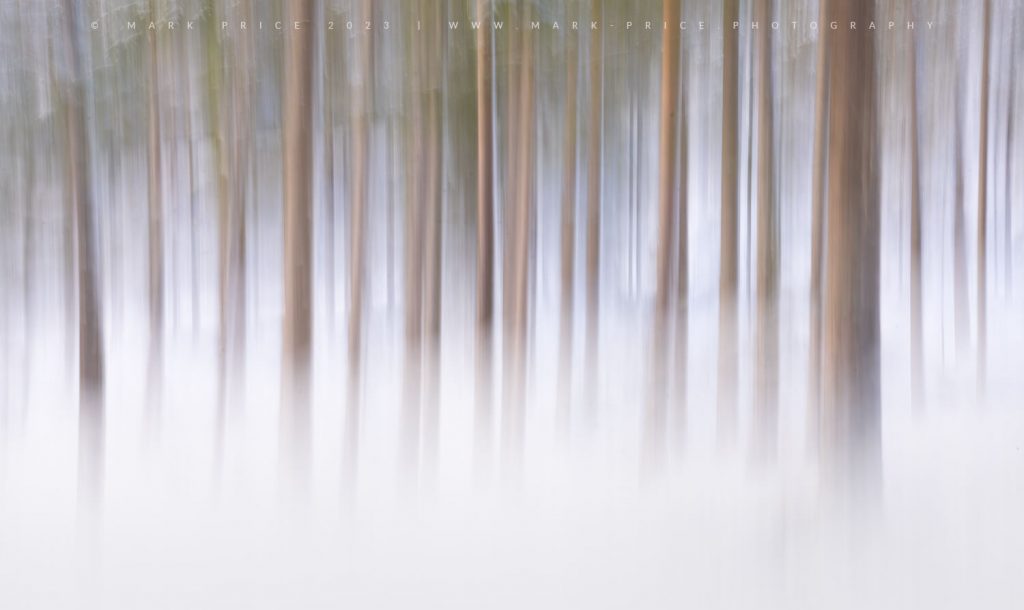 ICM in the snow bound forests of Slovenia