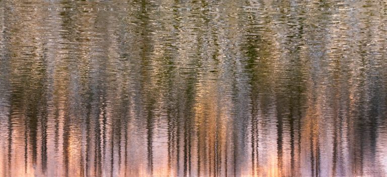 Engaging sunset colours reflecting with the larch trees on an alpine lake