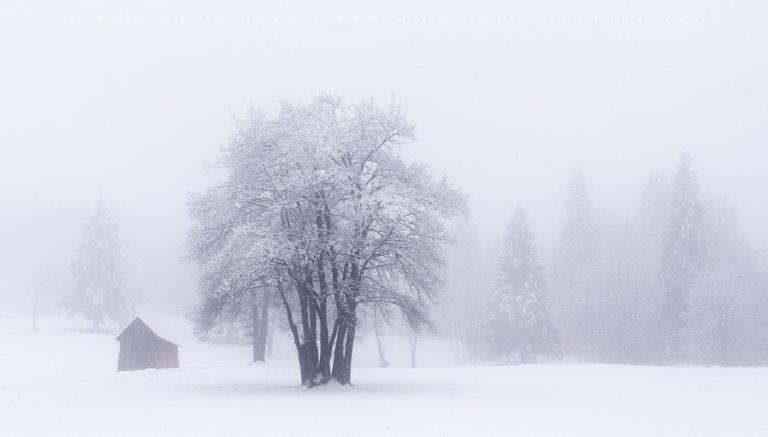 Pristine Snow and Fog conditions - Slovenia 2024