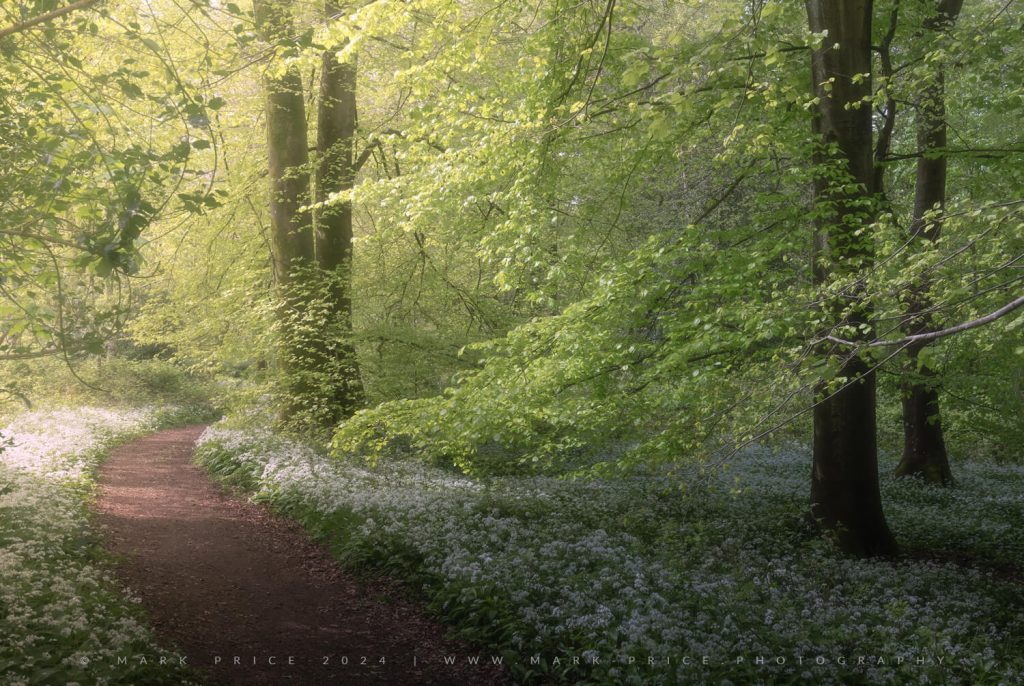 A woodland awash with greens and wild garlic.. Spring photography by Mark Price - UK landscape Photographer