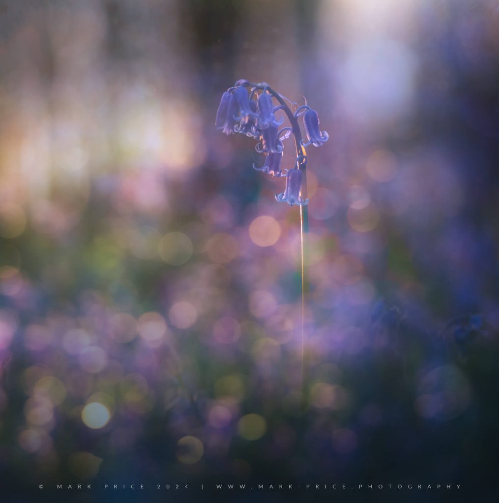 Light effects creating lovely backdrops to the beauty of a bluebell forest at Sunset..