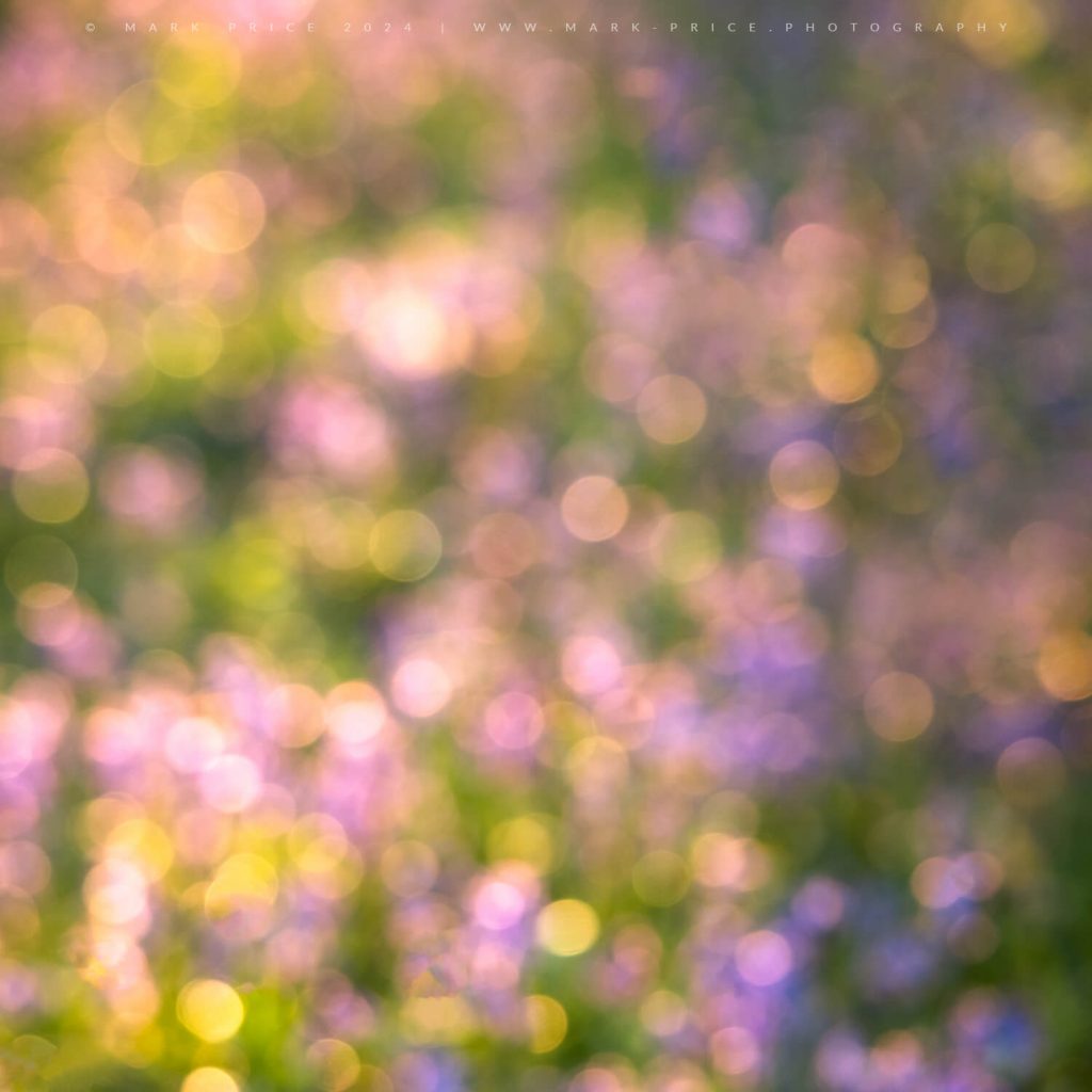 Spectral interpretation of floral light in a spring woodland, - abstract photography by Mark Price