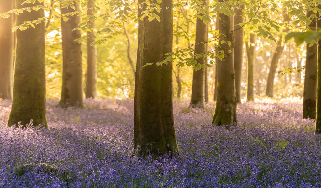 The colours and flavour of spring in the UK bluebell forests..