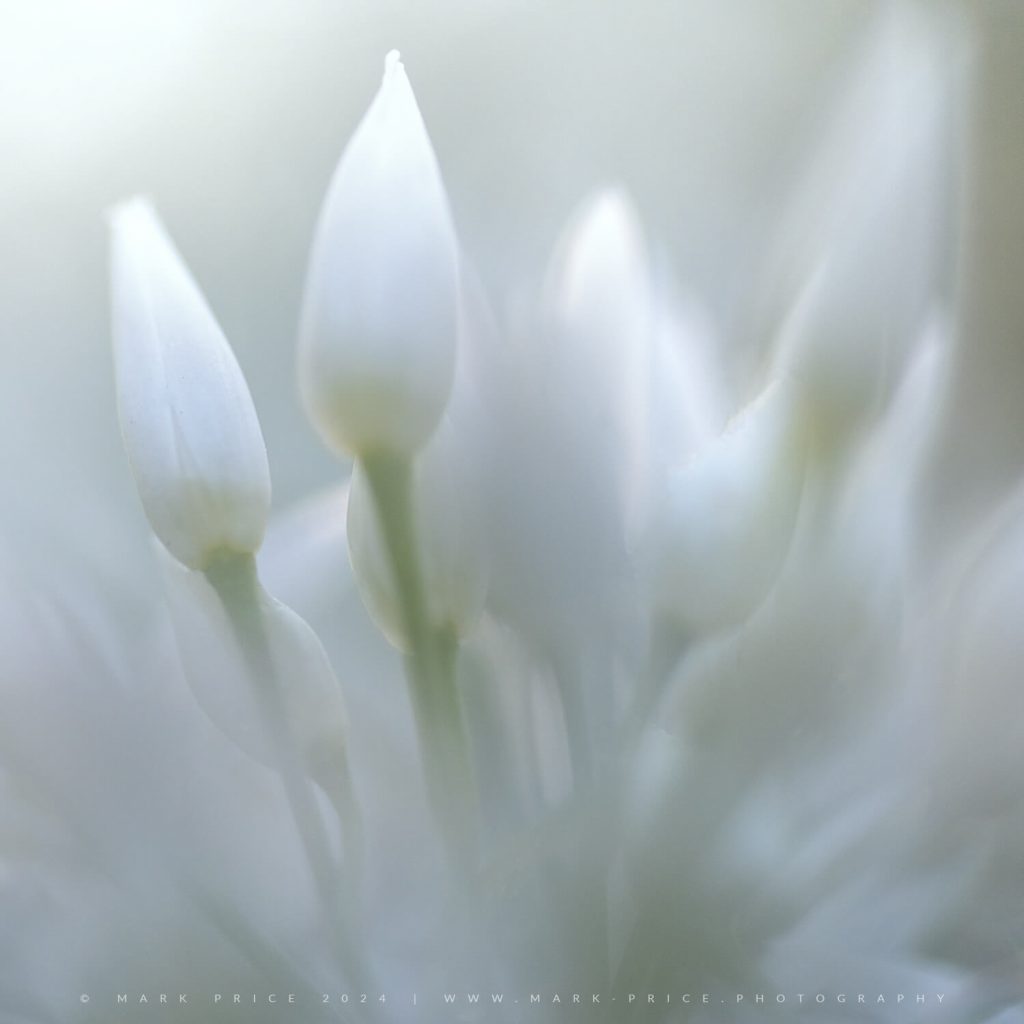 Close up study of Garlic flowering during the spring season...
