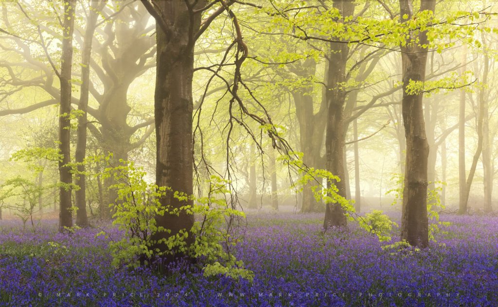 Spring woodland at it's vibrant best, - wild flowers, life back in the trees, and fog! Mark Price UK Landscape Photography