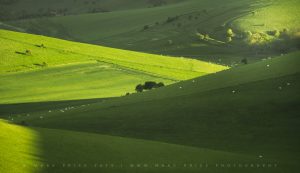 Layers of lush green, spring infused countryside in the South Downs National Park