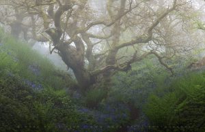 An amazing, ancient oak tree, surrounded by fog, and bluebells, Spring 2024