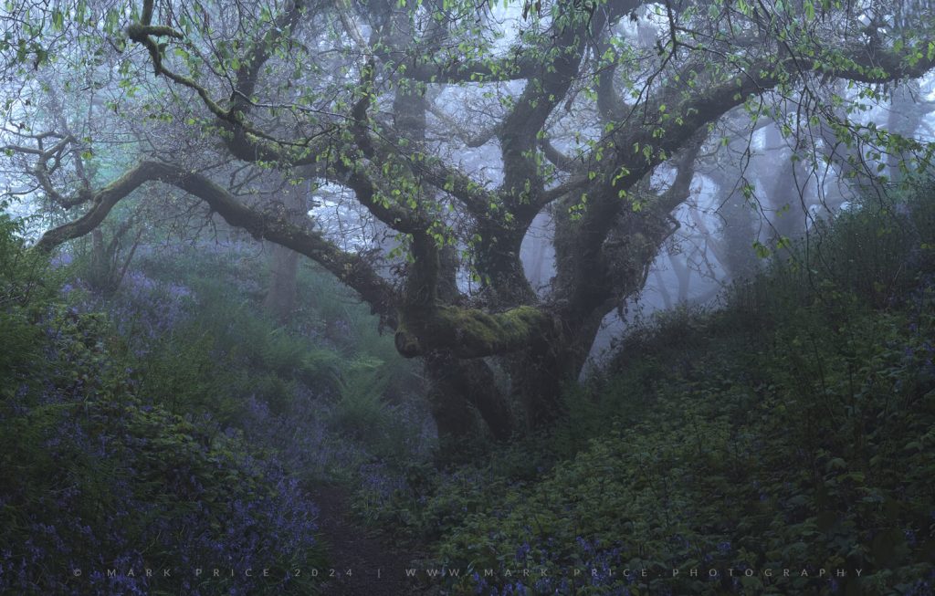 A wild ancient oak in the Dorset woodlands, as spring comes to life again. UK Woodland photography by Mark Price
