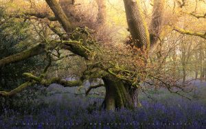 A gnarled, ancient tree surrounded by the scent of Uk Spring time - bluebells galore! Woodland Images by Mark Price Photography, UK