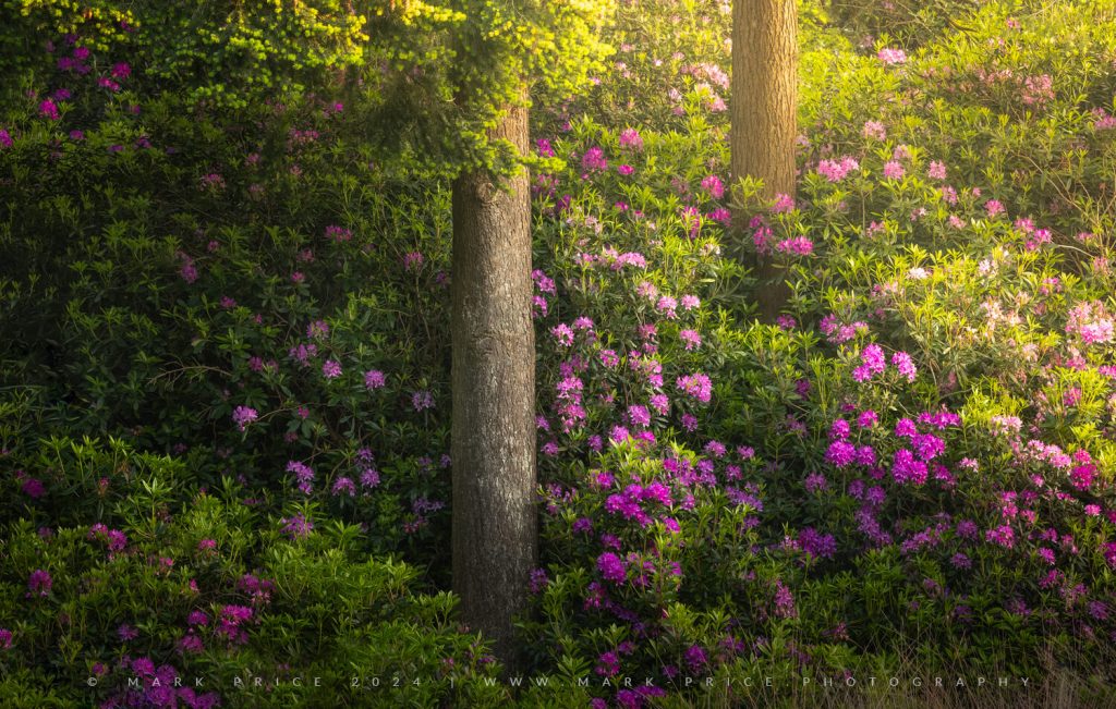 Rhododendron forests in bloom - Summer 2024