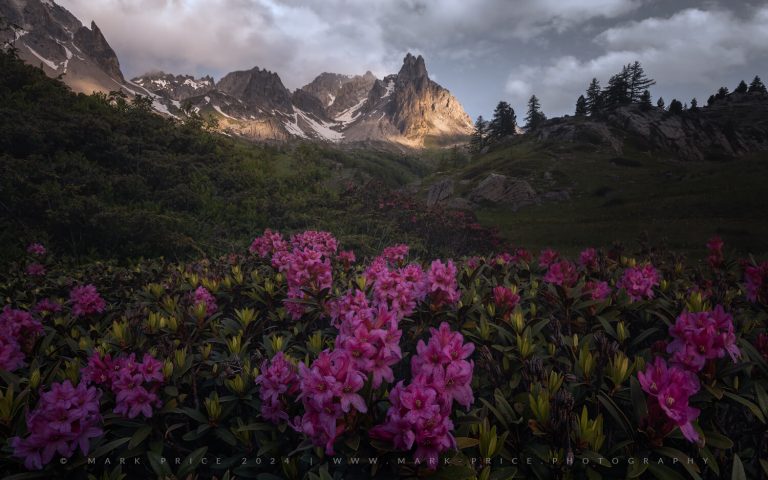 Beautiful floral displays and the spectacular mountains of the Alps at sunrise - 2024 - Mark Price Photography