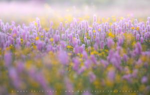 Peak wildflowers in an Alpine meadow - France 2024 - floral and macro photography by Mark Price