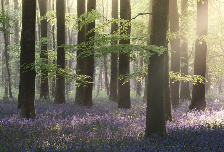 Morning light cascading through a Sussex bluebell wood