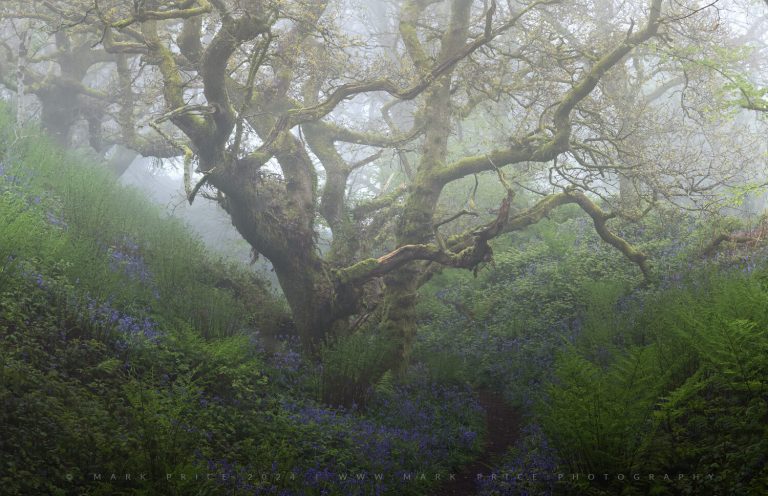 An amazing, ancient oak tree, surrounded by fog, and bluebells, Spring 2024