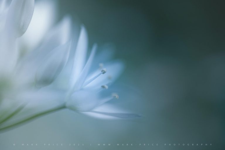 Wild garlic flowers in the cool morning light...