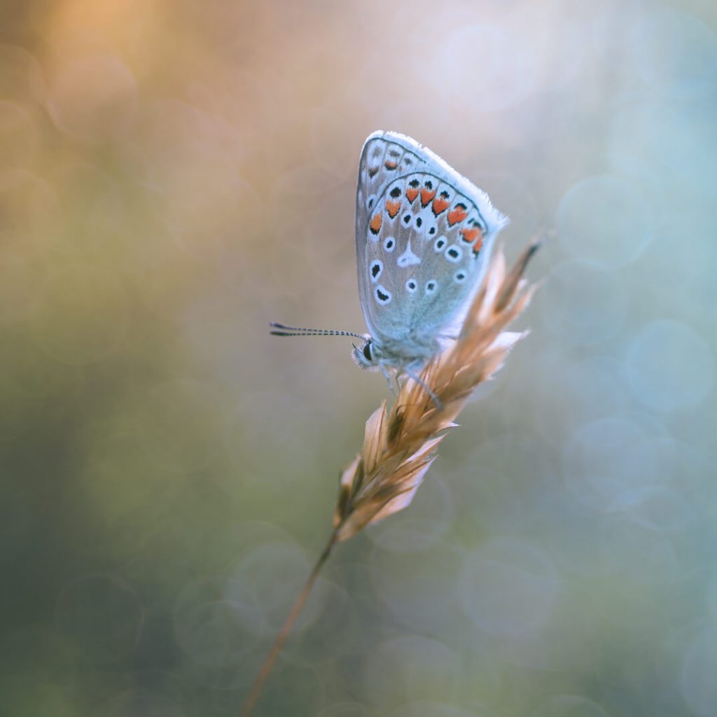 Multiple exposure work of a common blue butterfly - South Downs National Park - Mark Price Landscape Photography UK