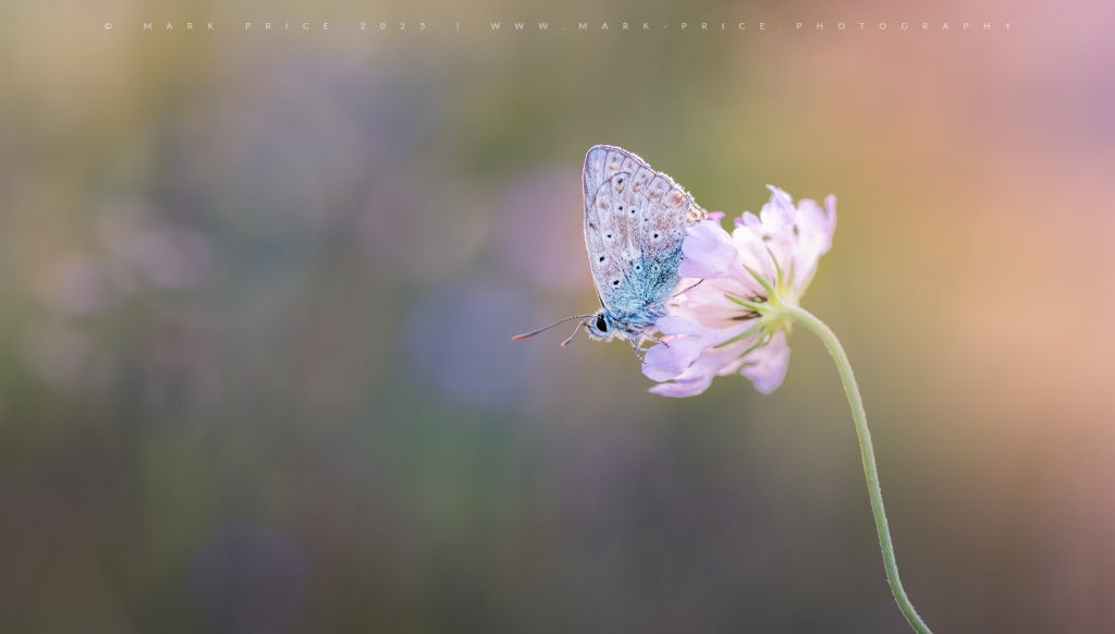 A roosting common blue in the South Downs National Park - macro / nature photography by Mark Price - UK Landscape Photograper