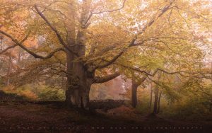 Prime Autumnal colour in the forests of Northern England - 2025