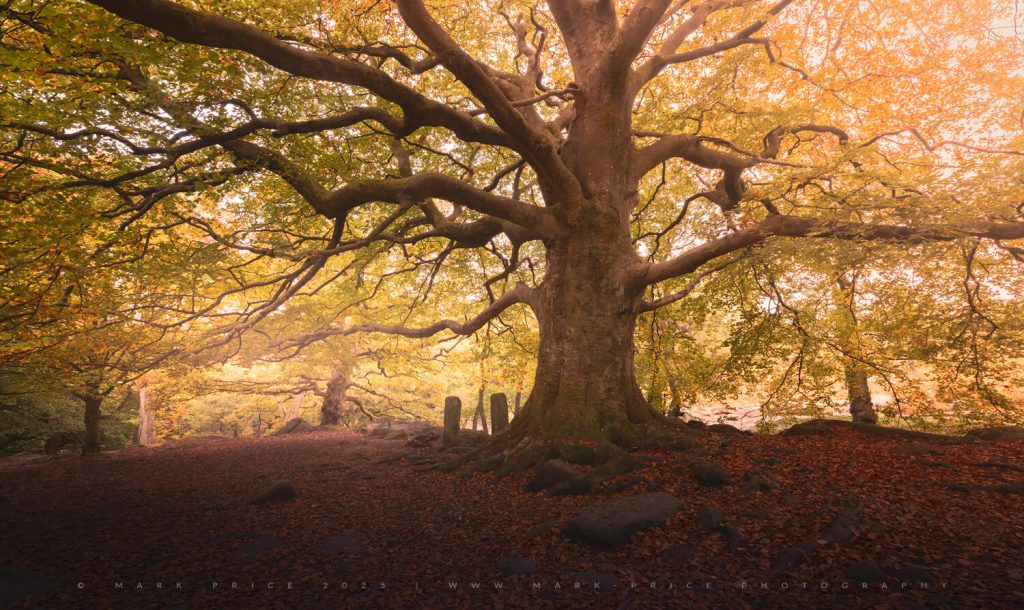 Fantastic ancient tree as the autumn season turned - 2025 - Mark Price Photography