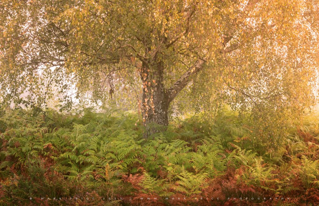 The transition from summer to the full bodied autumn hues underway in Sussex - Mark Price Photography 2025