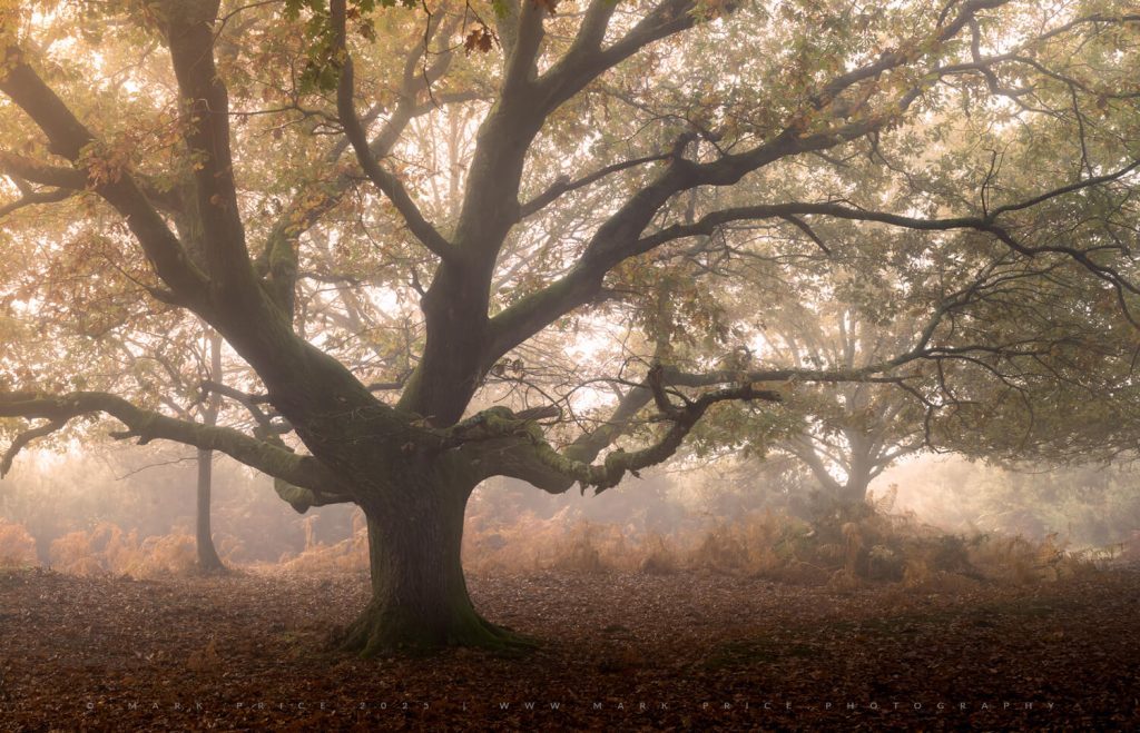 Beautiful conditions in Sussex - November 2025