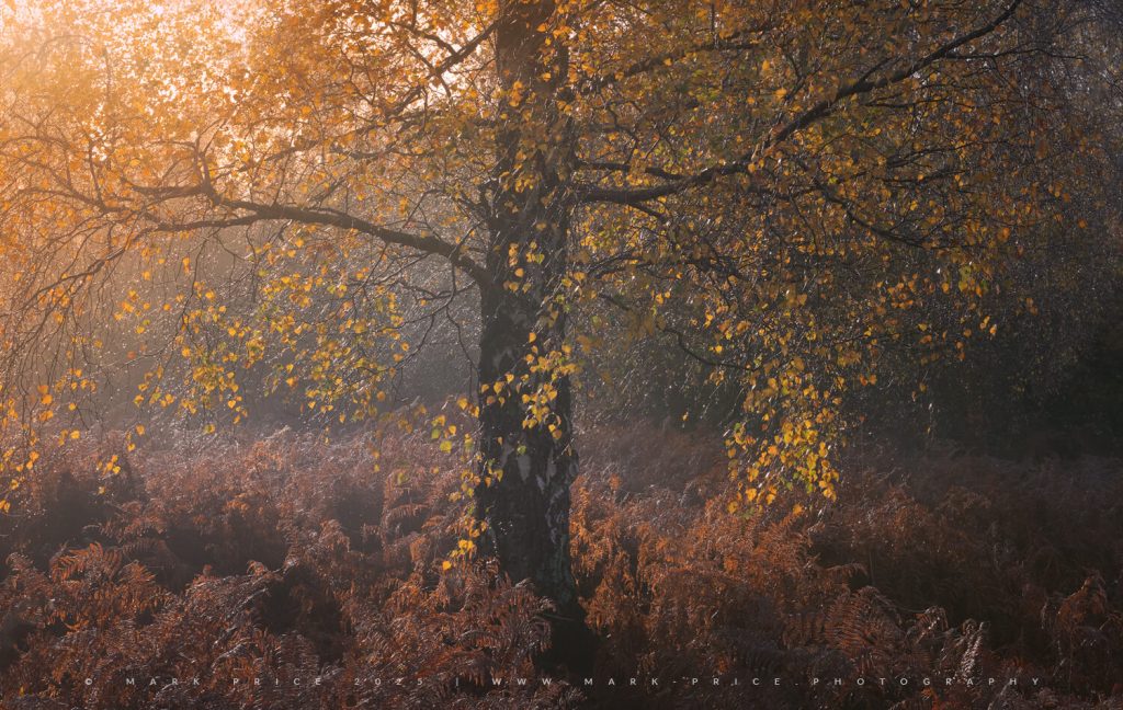 Splendid light as mature autumn colour grabs the Sussex landscape - 2025