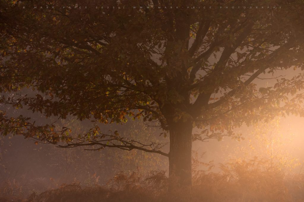 Intense morning light setting fire to autumnal woodland - Sussex 2025