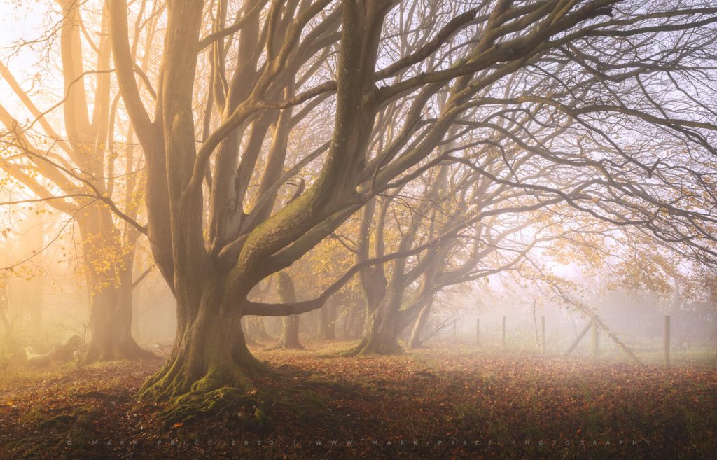One of my favourite trees in the South Downs National Park, as winter comes upon the landscape..