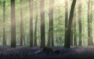 The beautiful sight of wild bluebells in a Sussex Forest - Spring 2025