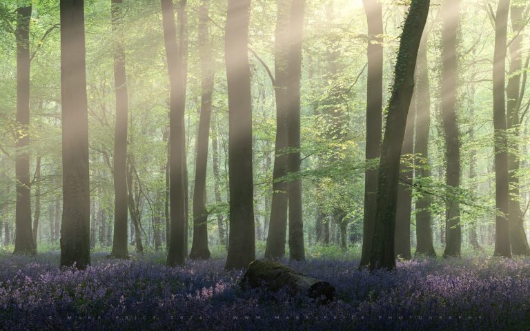The beautiful sight of wild bluebells in a Sussex Forest - Spring 2025