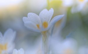 Soft spring flowers under diffused afternoon light - Sussex 2026 - Mark Price Landscape Photography