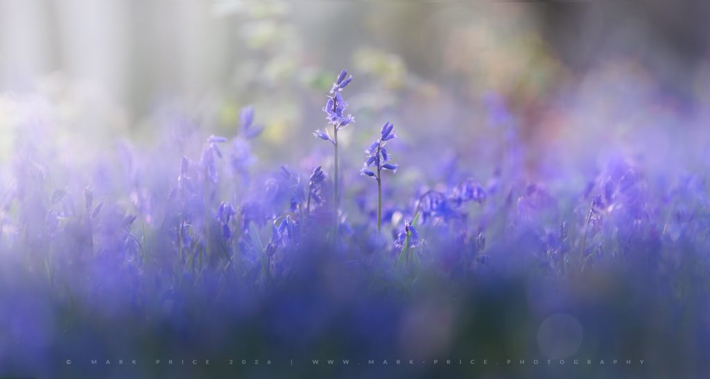 The Bluebells of Sussex under full bloom - Spring 2026 - Landscape Photography by Mark Price
