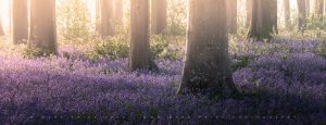 Morning light in a beech forest - Southern England - Spring 2026- Mark Price Photography