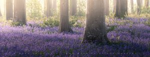 Morning light in a beech forest - Southern England - Spring 2026