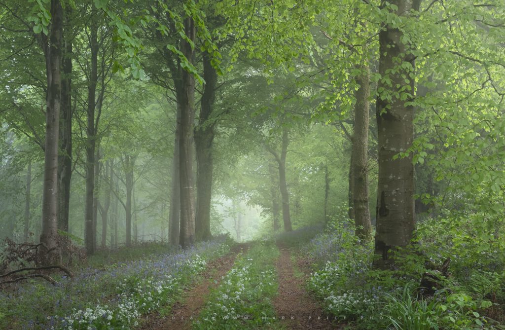 The pinnacle of Spring, as peak greens, bluebells, wild garlic and fog characterise this secluded forest.. - Mark Price Photography 2026