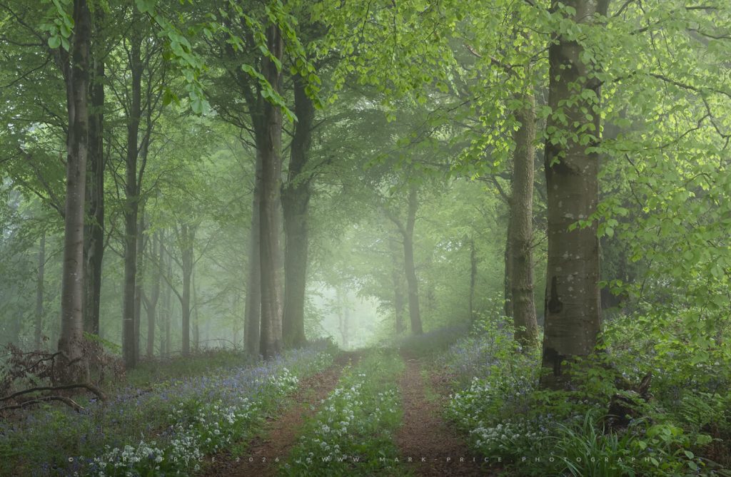 The pinnacle of Spring, as peak greens, bluebells, wild garlic and fog characterise this secluded forest.. - Mark Price Photography 2026