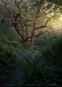 A beautiful spring morning with a light touch of fog illuminates the great character of this ancient tree..