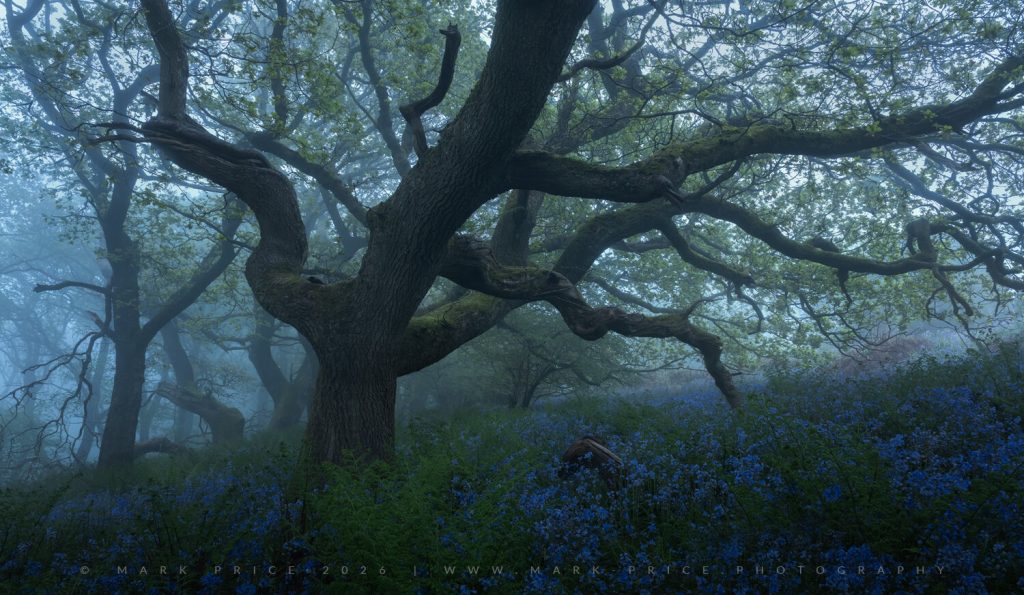 In the hills of South West England, peak Bluebells carpet this spectacular forest - © Mark Price Landscape Photography 2026