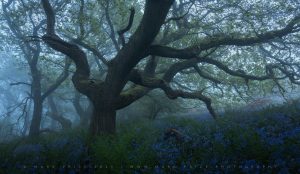 In the hills of South West England, peak Bluebells carpet this spectacular forest - © Mark Price Landscape Photography 2026