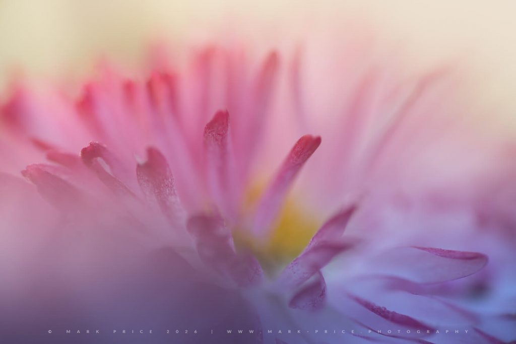 The delicate details of Spring - 2026
